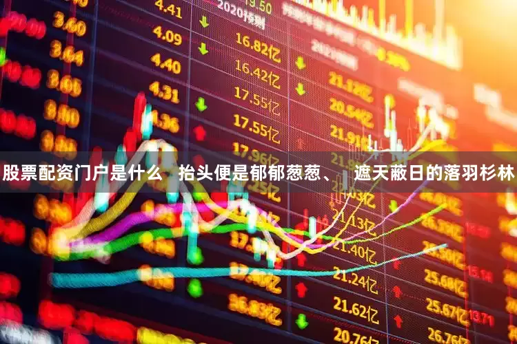 股票配资门户是什么   抬头便是郁郁葱葱、   遮天蔽日的落羽杉林
